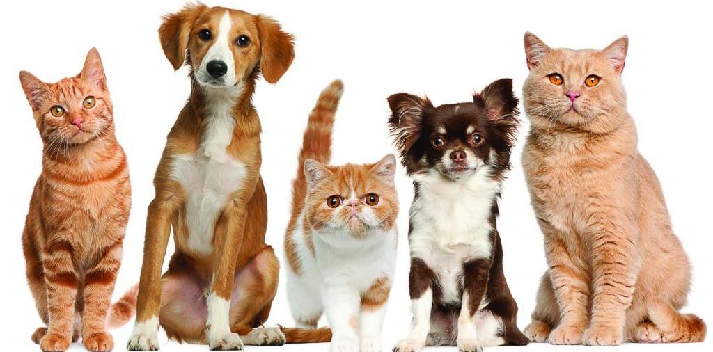 Доска объявлений о животных | ЗооТом - продажа, вязка и услуги для животных в Нефтекамске