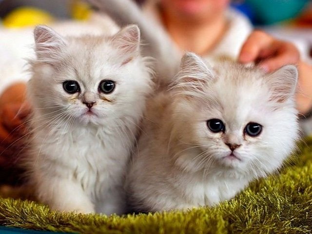 Породы кошек в Нефтекамске | ЗооТом портал о животных