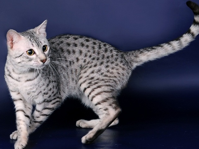 Породы кошек в Нефтекамске | ЗооТом портал о животных