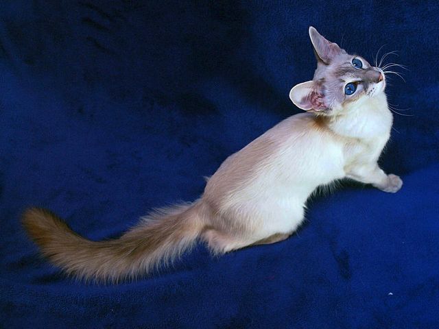 Выведенные породы кошек в Нефтекамске | ЗооТом портал о животных