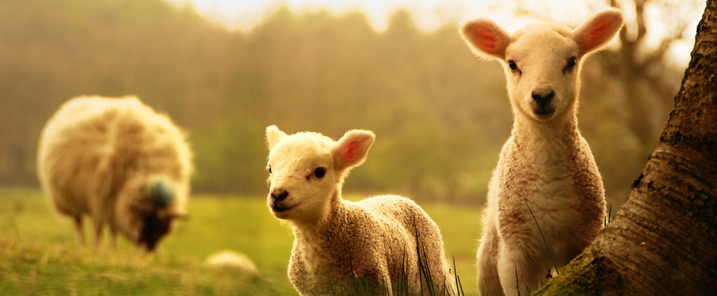 Объявления о сельскохозяйственных животных | ЗооТом - продажа, вязка и услуги для животных в Нефтекамске