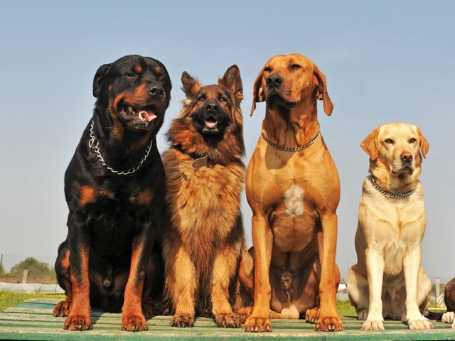 Крупные породы собак в Нефтекамске | ЗооТом портал о животных